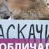 Страной управляют люди которые убивают своих сограждан Соцсети о возможном отравлении Быкова