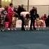 WORLD DOG SHOW 2017 FEMALE JUNIOR AKITA CLASS WDS GERMANY LEIPZIG WDS2017