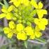 Rough Wallflower Erysimum Asperum In The Tetons In June