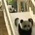 Cute Pandas Playing On The Slide