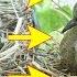 Baby Bird Mourning Doves Hatching From Eggs Till Leaving Nest Animals Hatching