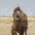 Bacterian Camel In The Gobi Desert Mongolia A Herd Of Animals On The Pasture