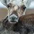 Caribou Lord Leopard