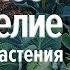 Природное земледелие Однолетние растения Виктор Максименков Часть 1