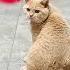China S Cats Also Play Volleyball