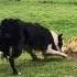 Border Collie Herding Ducklings