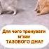 Тренуй тазове дно Комплекс вправ у повʼязаному відео