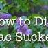 Propagate Lilac Shoots Or Suckers Easiest Way To Start Lilacs