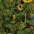 Get It Growing All Types Of Sunflowers Bloom In The Fall