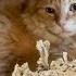 The Ginger Tabby Who Fell In Love With A Shredded Box The Dodo Cat Crazy