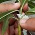 How To Grow Oleander Plant From Cuttings