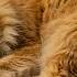 Расслабляющая кошка любимая музыка кошачья Cat музыка для беспокойства фортепиано