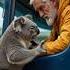 Koala Saves Man From Cliff Collapse A Heroic Rescue In Australia Ytshorts Australia Koala