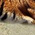 Tiger VS Leopard Which One Is Strongest
