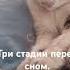 1 стадия умыться 2 стадия зависнуть и 3 стадия спать