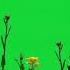 Grass Green Screen