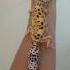 Leopard Gecko Jumbo