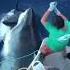 Massive Great White Shark Eats Fisherman S Tuna New Undies Please Shorts Greatwhiteshark