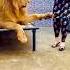 Don T Miss End Lion Tiger Attitude Animals Funny Remix Music Song