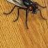 Swatting A Fly