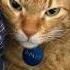 Fullmetal Alchemist Intermission Meme 50 SUBS YAY Cat Fmab Fma Fmameme Funny 50subs