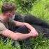 Hilarious Gorilla Sits Next To Man Resting On Ground