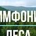 Симфония леса Звуки Живой природы для Сна и релакса