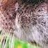 11 THOUSAND Wild Otters In The UK Documentary Wildlife Ecology Rewilding Biology Animals