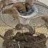 Best Mouse Trap 2023 P2 Mousetrap Rattrap Shorts Short