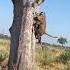 Leopard FALLS ON Hyena AndBeyond Nxabega WILDwatch