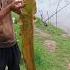 Сирдарё сом лаққа Catfish Fishing рыбалка