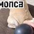 Песня про мопса Смешные животные песня собака мопс