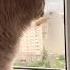 Он прилетел Карлсон вернулся прикол юмор кот Cat