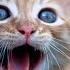 Funny Cats Happy New Years Song