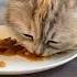 ASMR киска Asmr Cat Food Shorts