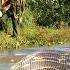 Terrified To Discover A Giant Python Monster Attacking People In The Swamp Anaconda