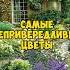 Самые НЕПРИХОТЛИВЫЕ ЦВЕТЫ для вашего сада Бархатцы Настурции Петунии Календула сад цветы