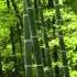 Lux Natura Bamboo