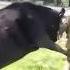 Mother Cow Protects Baby Calf Attacks Dairy Farmer