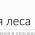 Таксация леса лекция 2 3 курс Лесное дело