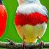 Birds Chirping 4K Birdsong To Relieve Fatigue Refresh The Heart Heal Anxiety And Restore Brain