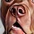 Zeusy The Talking Pitty Is Live