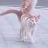Home Cat Vs Street Cat A Day In Their Lives Cats Shorts Funny