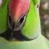 Ye Mithu Talking Parrot Cute