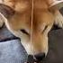 Shiba Or Cake