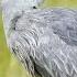 Shoebill Stork Prehistoric Master Of The Swamps Devouring Everything That Moves