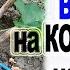 А как это делаешь ты На кольцо или на пенек Как правильно обрезать лозу винограда