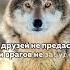 рождённый волком собакой не будет