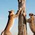 Cheetahs Vs Impala The Most Intense Tree Escape Ever Wildlifeentertainment Animals Animalfight