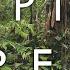 Tropical Rainforest And Tropical Seasonal Forest Biomes 1